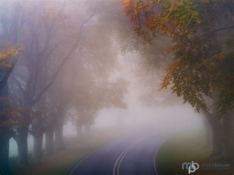 A Foggy Morning Kingston Lacy Beech Avenue 3 Mark Bauer Photography