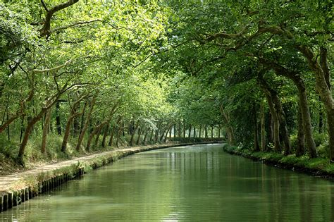 Royalty Free Photo River Between Of Green Leafed Trees Pickpik