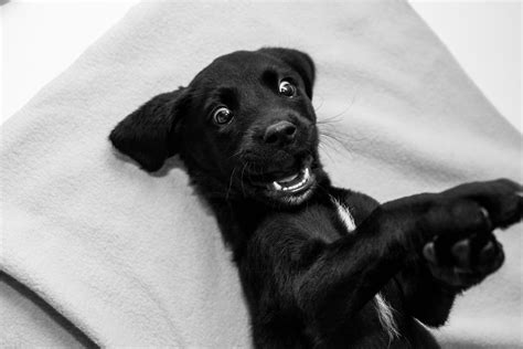 Im So Happy 😁 Retriever Labrador Retriever Labrador