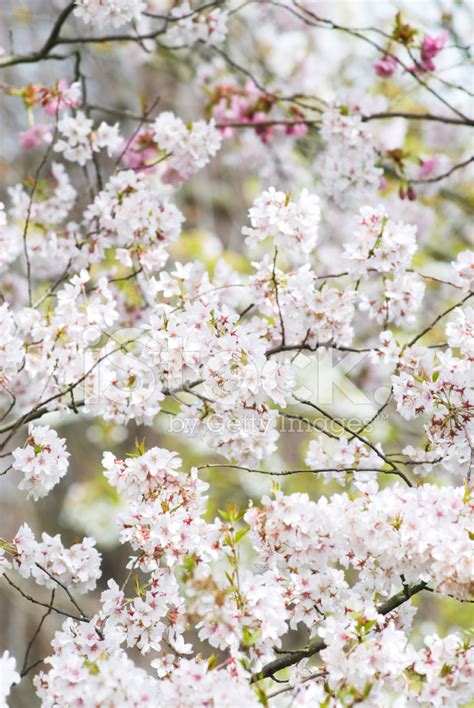 Higan Flowering Cherry Tree I Stock Photo Royalty Free Freeimages