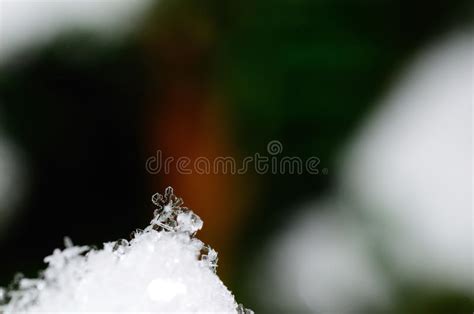 Beautiful Delicate Snow Crystal Stock Image Image Of Clothing Lonely