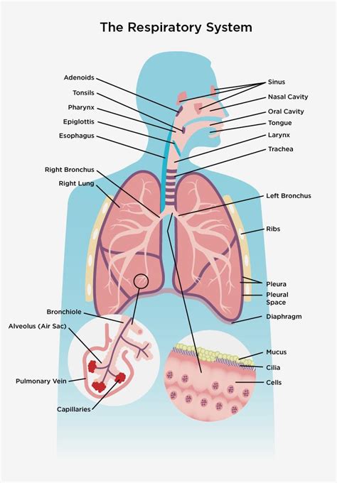 The Respiratory System Other Quiz Quizizz