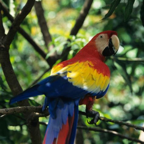 Animals And Plants In The Central American Rainforest