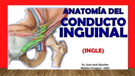 🥇 Anatomía Del Conducto Inguinal Ingle Fácil Y Sencilla Youtube