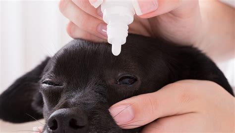 • nsaid eye drops should not be used, or should be used with extreme caution in patients with local or general risk factors for ocular surface diseases. How To Give A Dog Eye Drops: A Step-by-Step Video Instructions