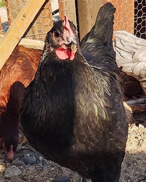 Jersey Giant Chicken Eggs Height Size And Raising Tips
