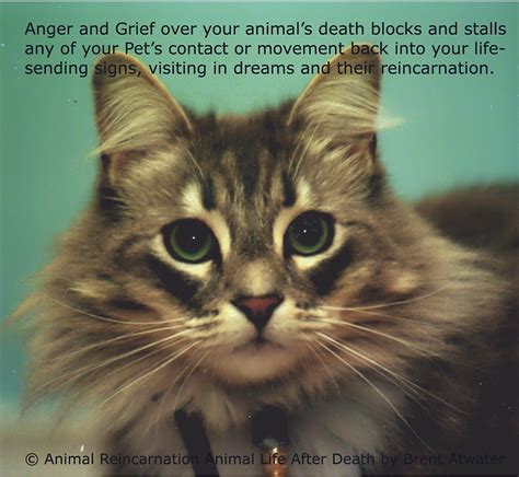 Explore our collection of motivational and famous quotes by authors you know and love. Pet Loss Quotes Cats. QuotesGram