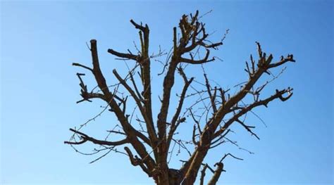How To Fix An Over Pruned Tree A Step By Step Guide Simplify Gardening