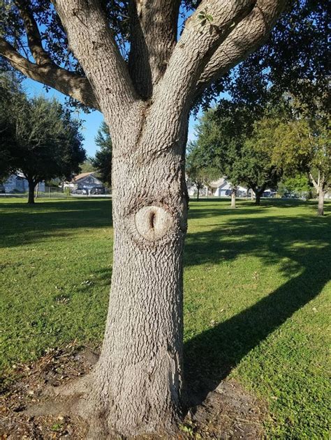 This Sexy Tree Mildlyvagina