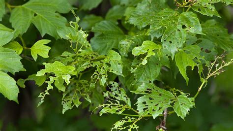 What Is Eating My Viburnum Leaves Viburnum Leaf Beetle Tips
