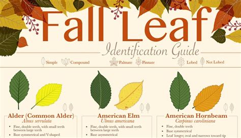 Fall Leaf Identification Guide Infographic Visualistan