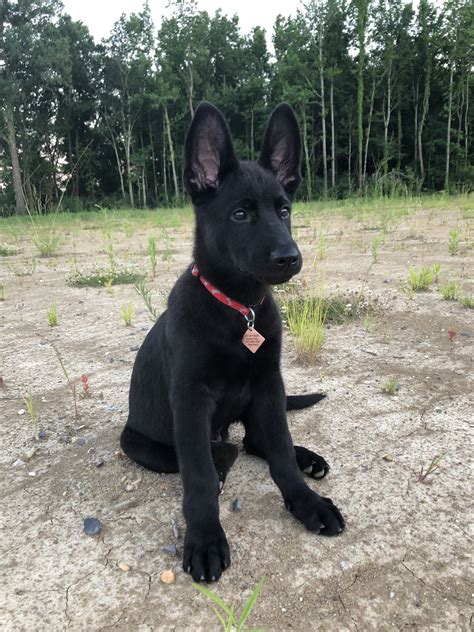 Black And White German Shepherd Mix Puppies