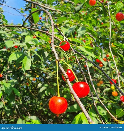 Cherry Tree Stock Image Image Of Nature Ripen Ripening 190583283