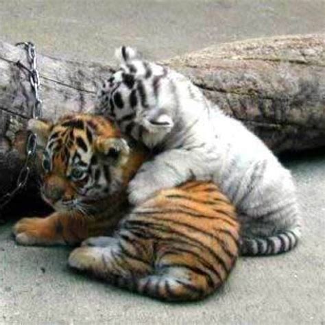 1000 Images About White Tiger Cute On Pinterest Old