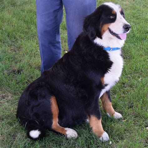 Females Archives Bernedoodles And Bernese Mountain Dogs Of The Open Prairie