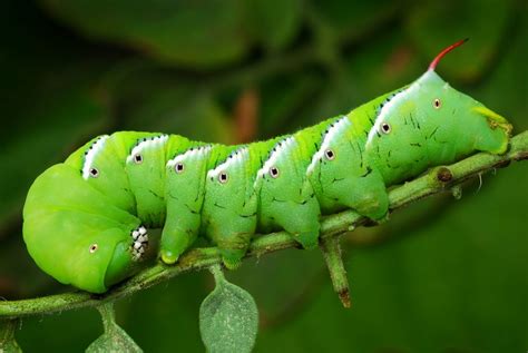 How To Deal With Tomato Hornworms