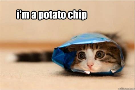 Potato Chip Cat Cute Animal Pictures Cute Animals Cute Cats