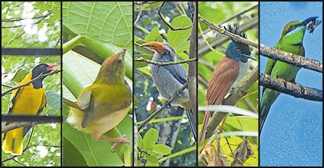 Near Threatened Species Of Birds Return To Kollam Neighbourhood Amid