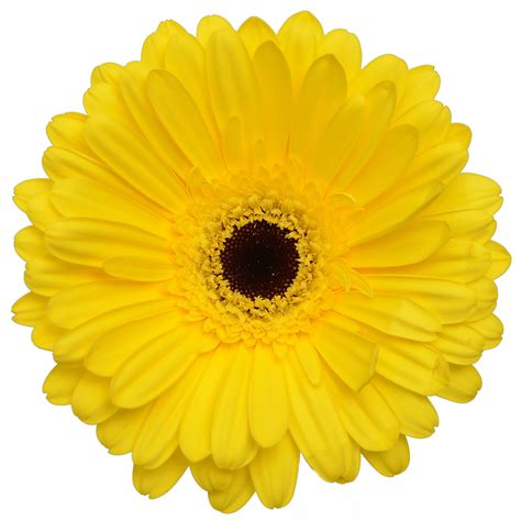 Gerbera Daisy Yellow Dark Center Pick Up Flower Catalog
