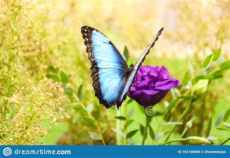 Beautiful Blue Morpho Butterfly On Eustoma Flower Stock