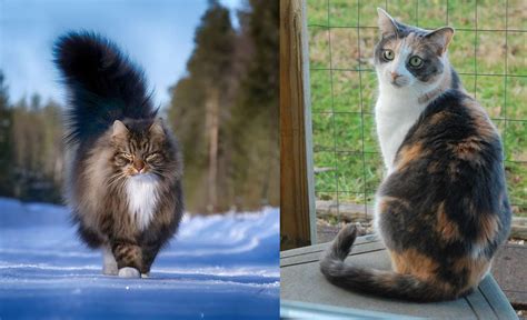 Norwegian Forest Cat Vs Dilute Calico Breed Comparison
