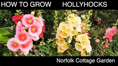 How To Grow Hollyhock Flowers