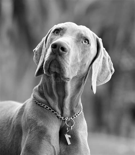 Beautiful Adult Male Weimaraner Dog Royalty Free Stock Photos Image