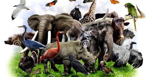 Wild Animals Collage Amazing Wallpapers
