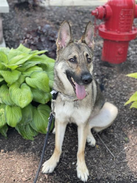 Dog For Adoption Creed A German Shepherd Dog In Chicago Il Petfinder
