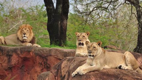 Savor The Savanna Safari At Disneys Animal Kingdom Youtube