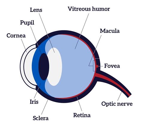 Diagram Showing The Different Parts Of The Eye Human Eye Diagram