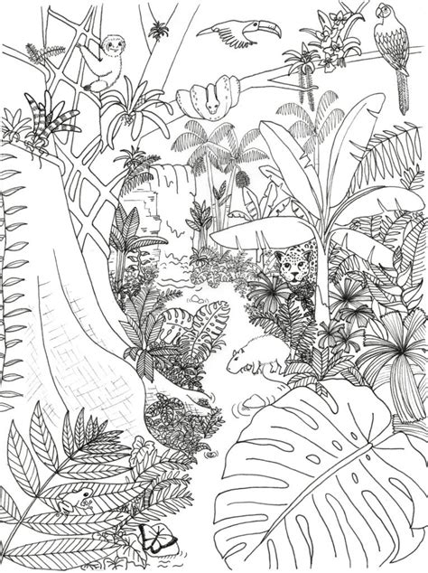 Free Coloring Pages Rainforest