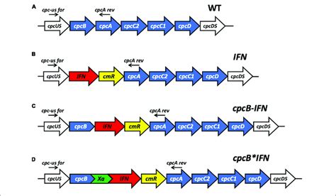 Schematic Overview Of Dna Constructs Designed For The Transformation