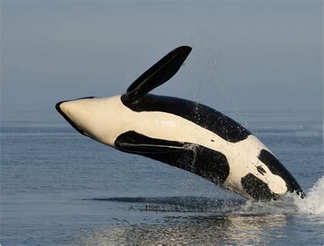 Southern Resident Killer Whale Population Down 1 From 2021