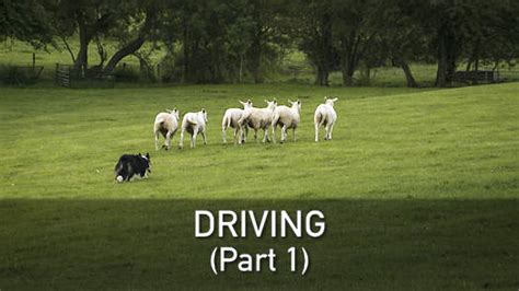 Driving Parts 1 3 The Working Sheepdog Website