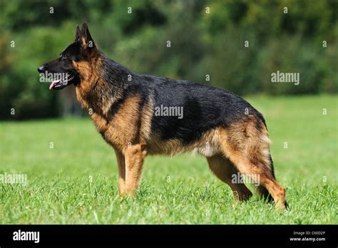 German Shepherd Dog Alsatian Canis Lupus Familiaris Black And Tan