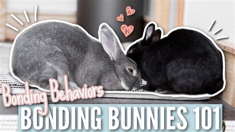 Bonding Bunnies 101 Bonding Behaviors Petsbloglive