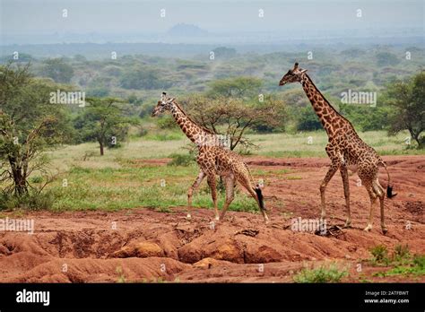 Massai giraffes "Giraffa camelopardalis tippelskirchi" in Serengeti