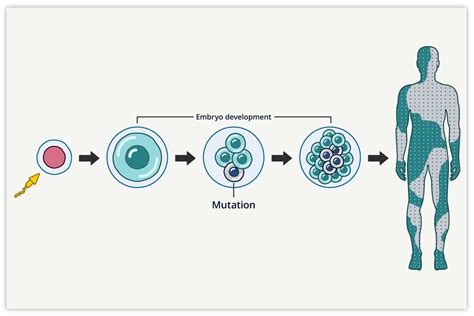 Mosaic Mutations In Embryos Can Cause Cancer Later In Life Nci