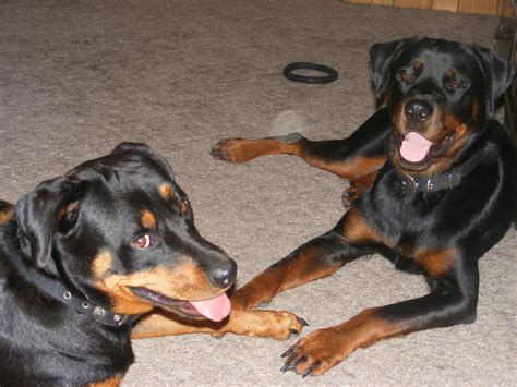 I probably don't need to tell you that if a guy has explicitly said he is not looking for a relationship, then please, please players can and sometimes do change, but that change happens when they want to change. How to Tell If Dogs Are Playing or Fighting | PetHelpful