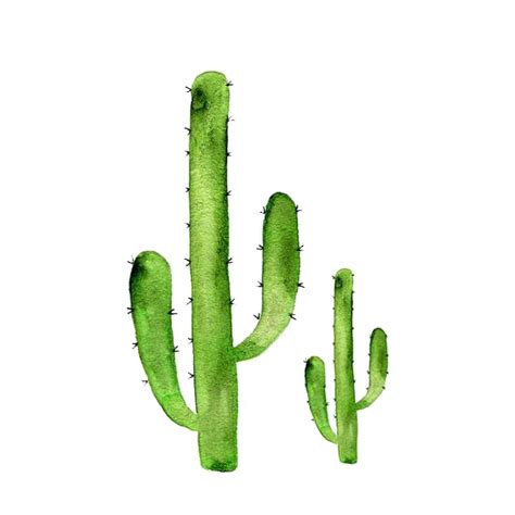 Here you can explore hq cactus transparent illustrations, icons and clipart with filter setting like size, type, color etc. Sticker art Cactaceae Succulent plant Redbubble - cactus ...