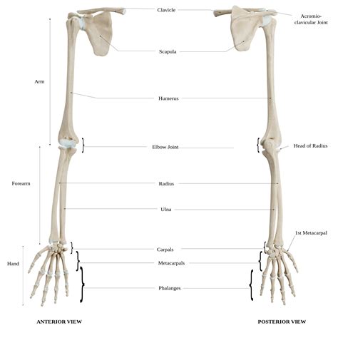 Upper Extremity Bones Unlabeled