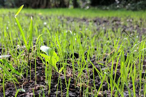 3 Reasons Not To Seed Your Lawn In The Spring Green Care Turf Management
