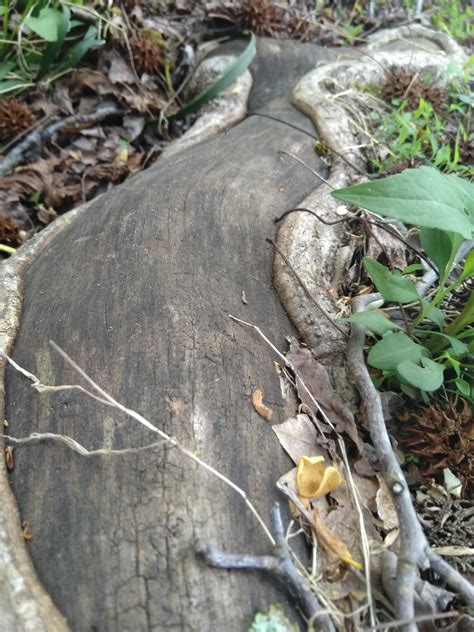 This Ancient Oak Tree Root Roddlysatisfying