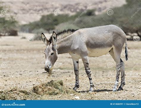 Somali Wild In Israeli Nature Reserve Stock Image Image Of Captivity