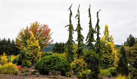 Green Arrow Alaskan Cedar Trees For Sale The Tree Center™