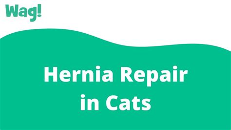 Hernia Repair In Cats Wag Youtube