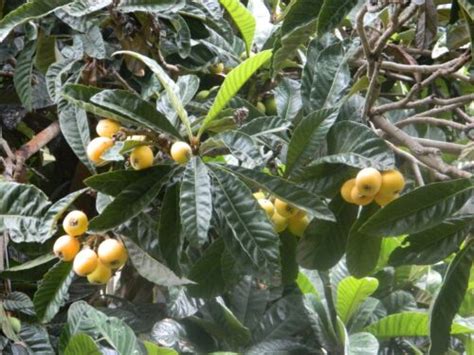 Loquat Tree Seed New Season 2022 X 8 Seeds From 35 Yr Old Heavily