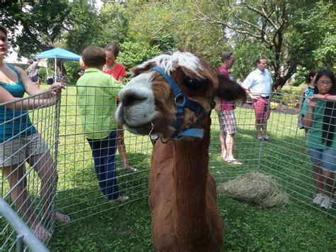 Petting Zoo Rental Chicago : AllTheFunIn1.com / Mobile, Traveling