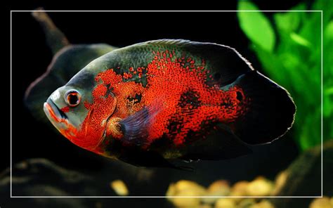 How To Care For Oscar Fish Ultimate Guide For Beginners